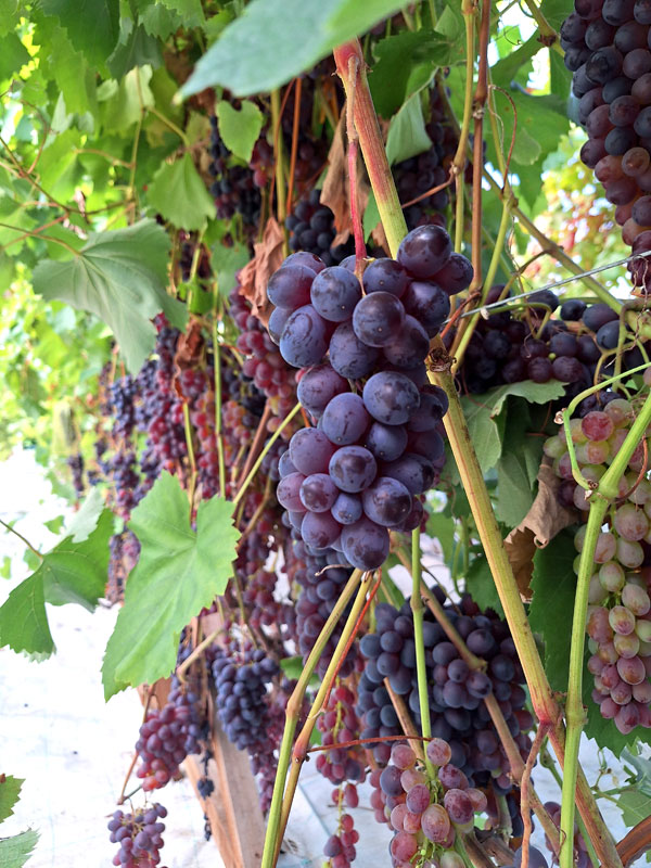 Amerikāņu bezsēklu ‘Faith’. 
Autors: Foto – Kristīne Sēnele