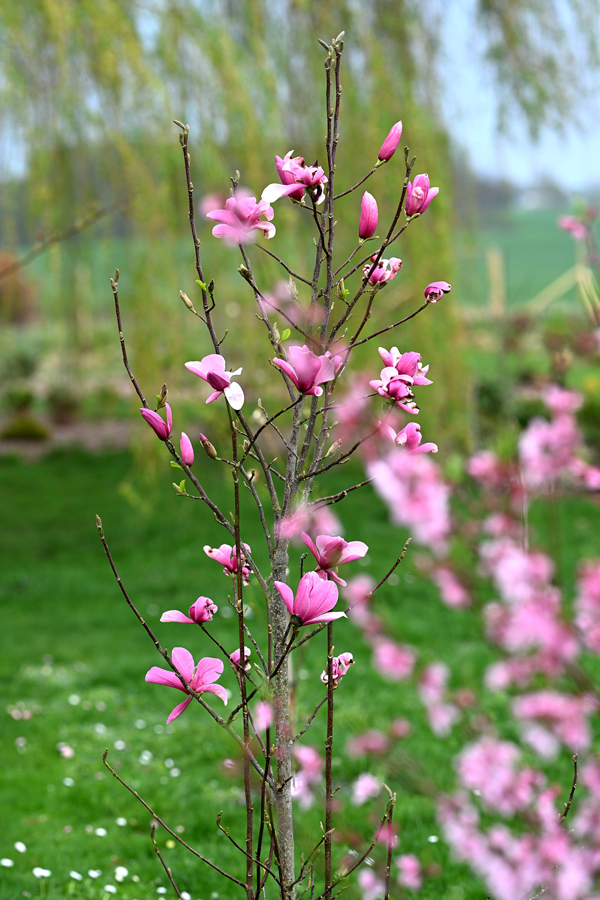 ‘Galaxy’ zied bagātīgi ar lieliem, koši rozā ziediem. Turklāt ziedēšana ir pakāpeniska, paildzinot kopējo ziedēšanas laiku. 
Autors: Foto no Elīnas Kilēvicas personiskā arhīva