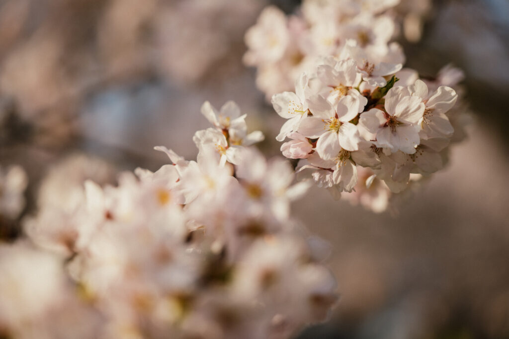 Autors: Publicitātes foto