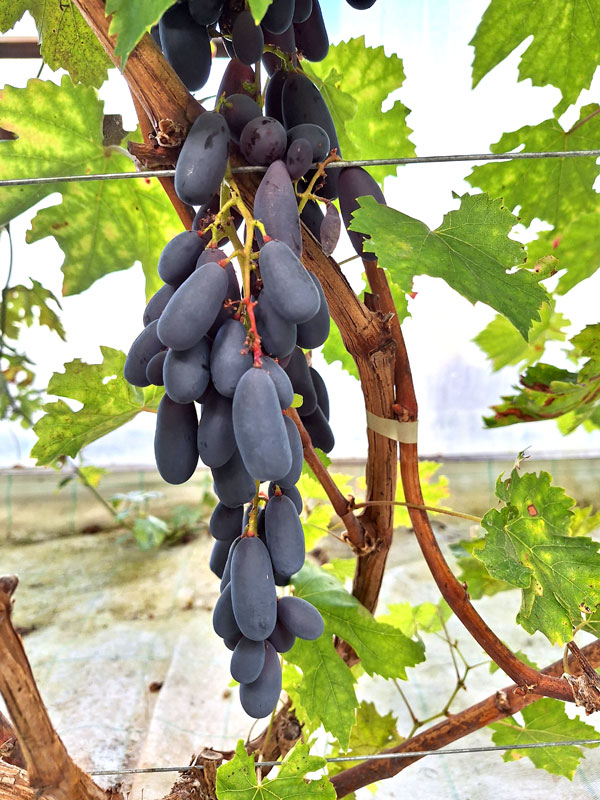 ‘Grafina’. 
Autors: Foto – Kristīne Sēnele