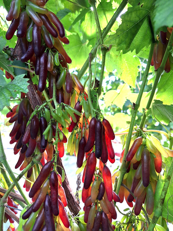 Spocīgie raganu pirksti ‘Halloween’. 
Autors: Foto – Kristīne Sēnele