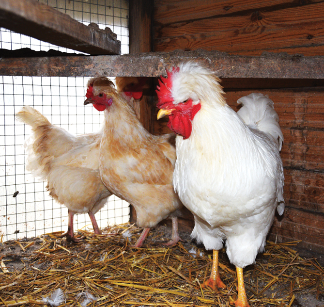 ‘Russkaja Hohlataja’ gailis ar ekspresīvu «čupčiku» un piktu skatu.
Autors: Foto – Māris Krūmiņš