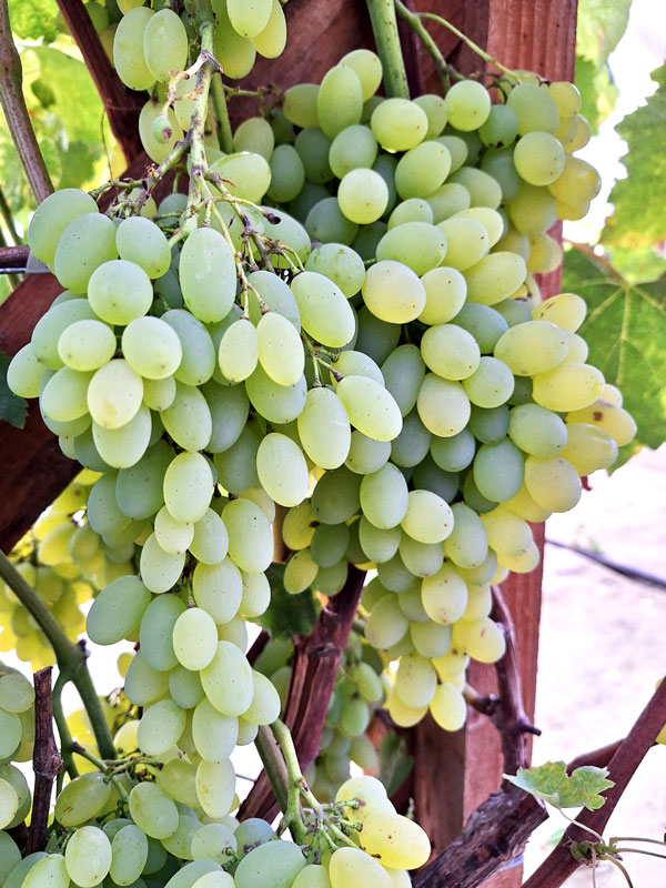 'Hope' 
Autors: Foto – Kristīne Sēnele