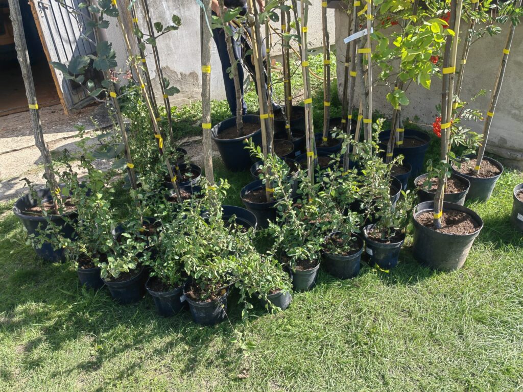 Stādīšanas darbi 12. septembrī norisinājās Rītausmu parkā, papildinot teritorijas zaļo rotu ar 50 jauniem kokaugiem.
Autors: Evita Novicka