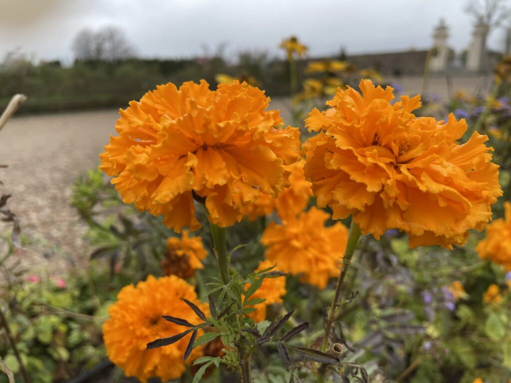 Autors: www.bauskasdzive.lv