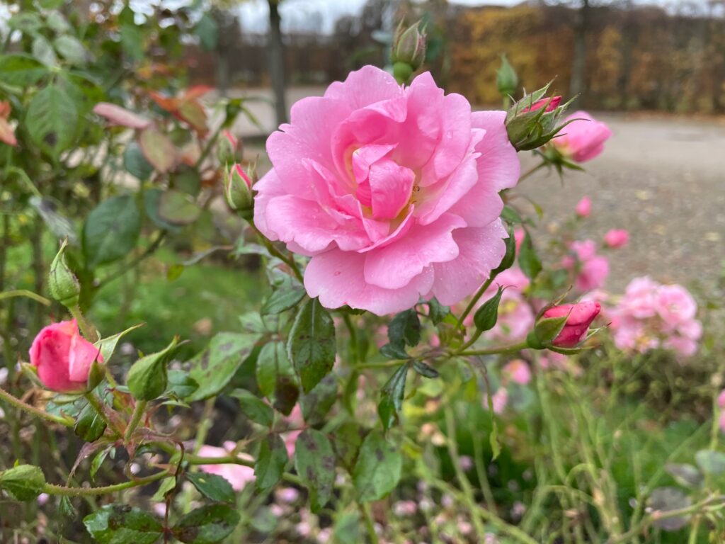 Autors: www.bauskasdzive.lv