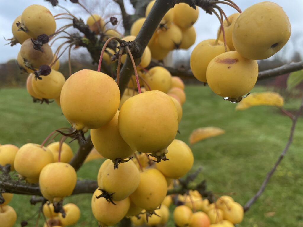 Autors: www.bauskasdzive.lv