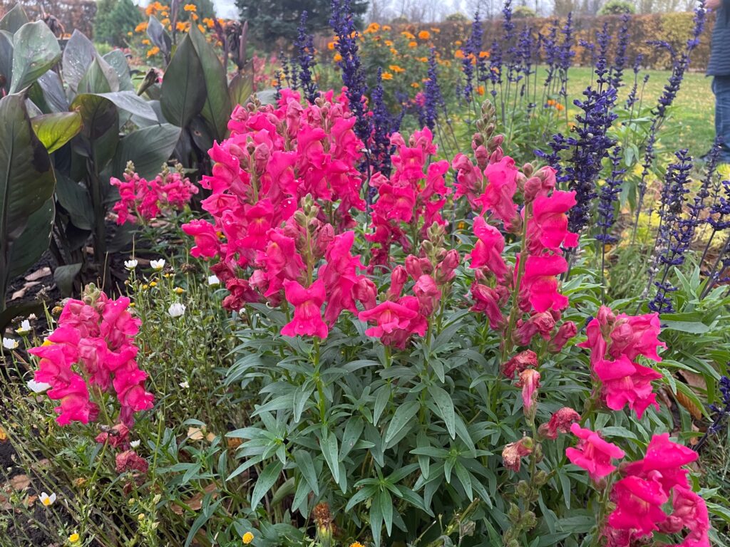 Autors: www.bauskasdzive.lv