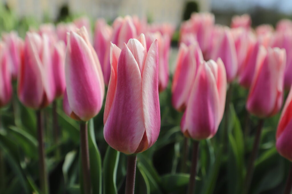 Autors: Ilze Kusiņa,  Anita Bistere