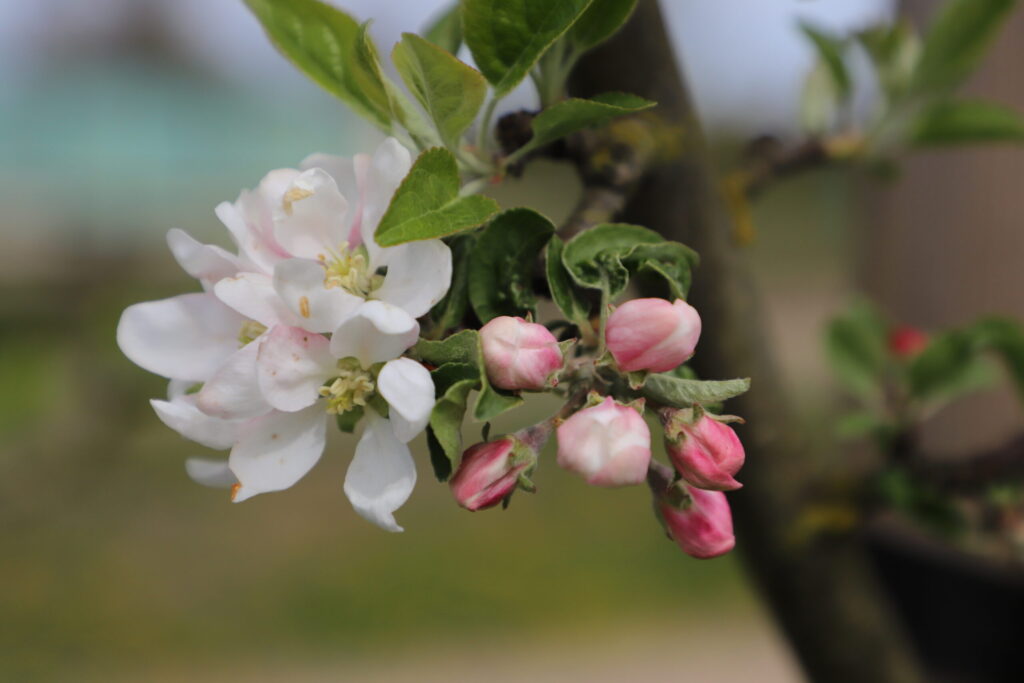 Autors: Ilze Kusiņa,  Anita Bistere