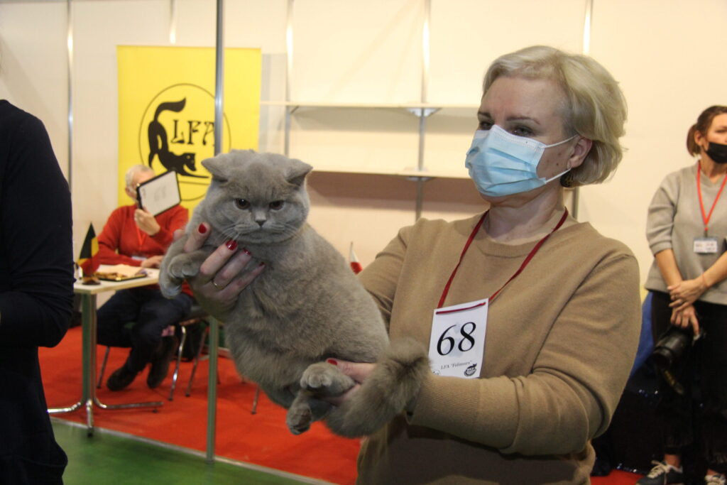 Aija Matulēna ar burvīgu «Blueberry chelsybrit» britu īsspalvaino astoņus mēnešu veco kaķenīti,