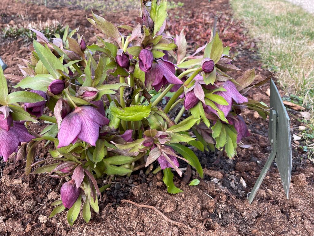 Autors: www.bauskasdzive.lv