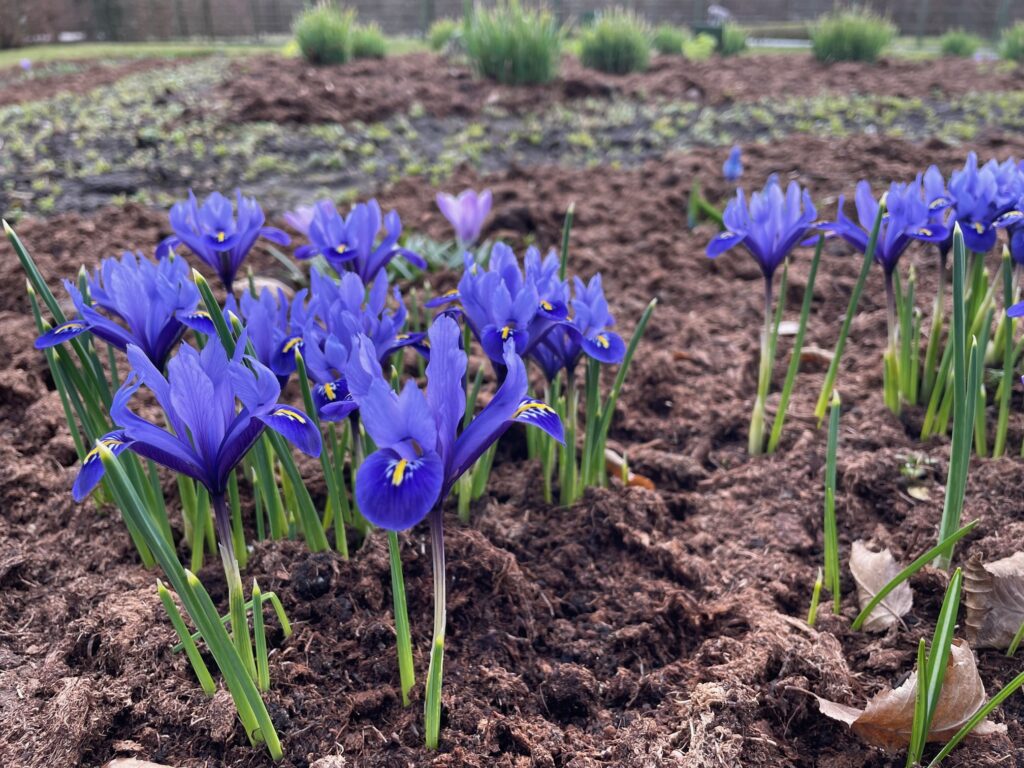 Autors: www.bauskasdzive.lv