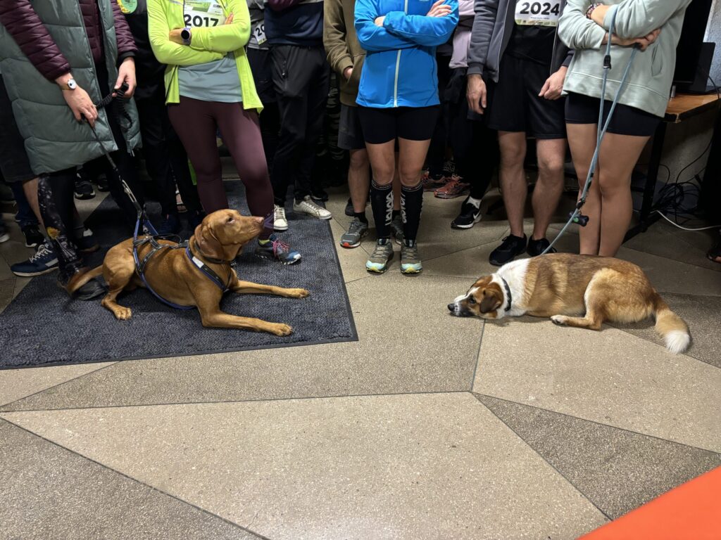 Autors: Laura un Sulevs Luiki