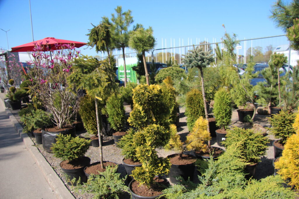 Autors: Ingrīda Punka