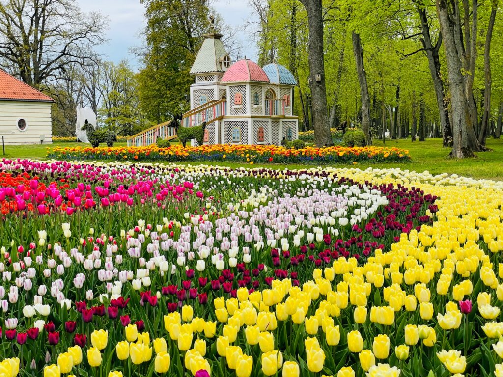 Košie ziedu paklāji pagājušā gada pavasara ziedu festivālā.
Autors: Publicitātes foto