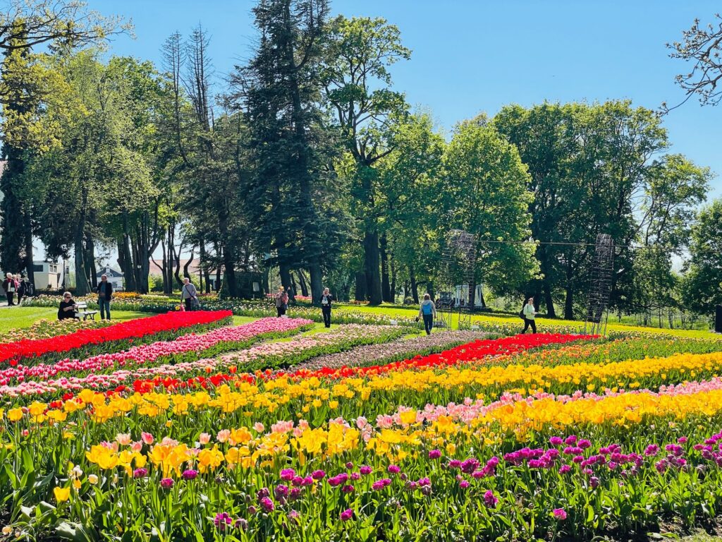 Košie ziedu paklāji pagājušā gada pavasara ziedu festivālā.
Autors: Publicitātes foto