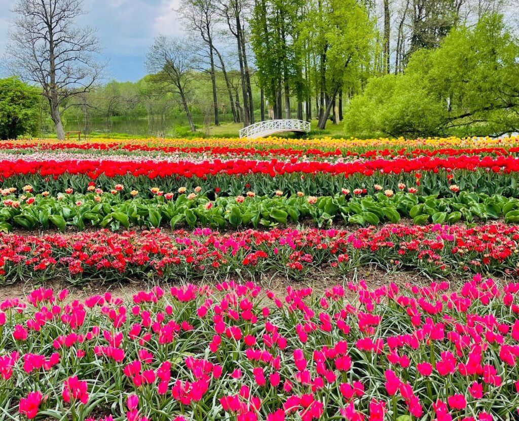 Košie ziedu paklāji pagājušā gada pavasara ziedu festivālā.
Autors: Publicitātes foto