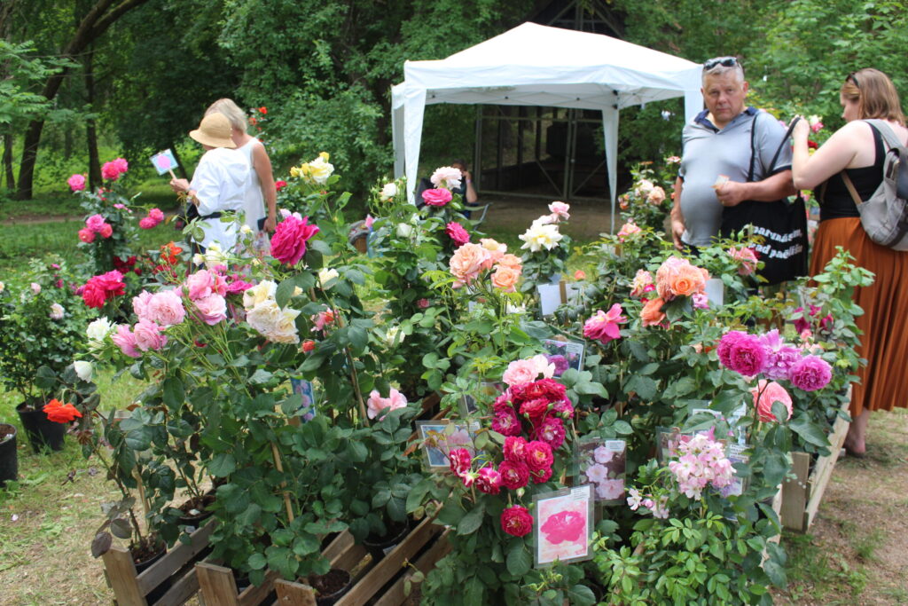 Autors: Ingrīda Punka