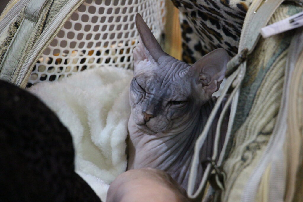 Autors: Ingrīda Punka