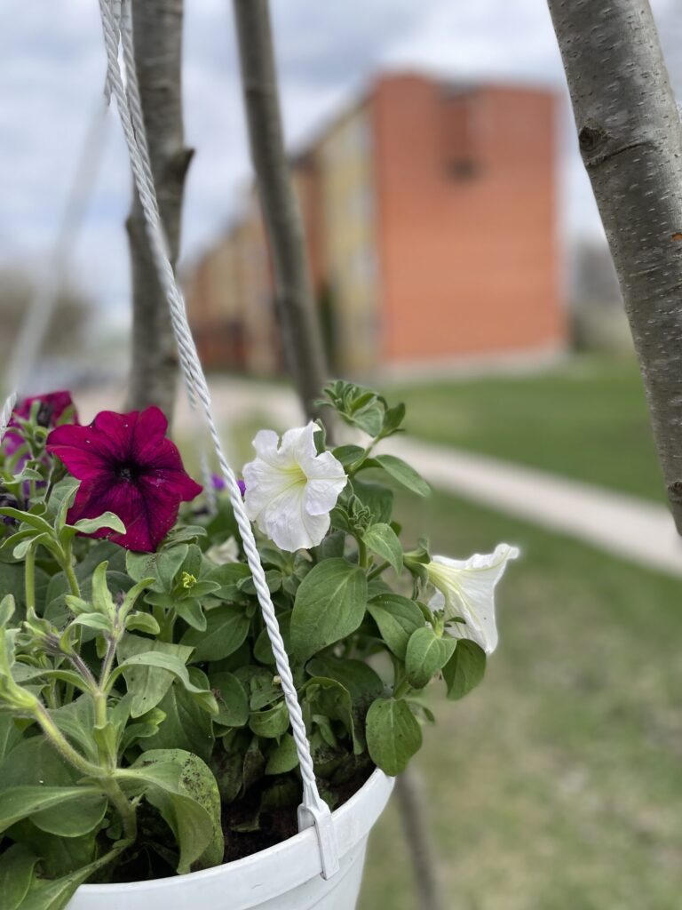 Autors: Alise Dreimane