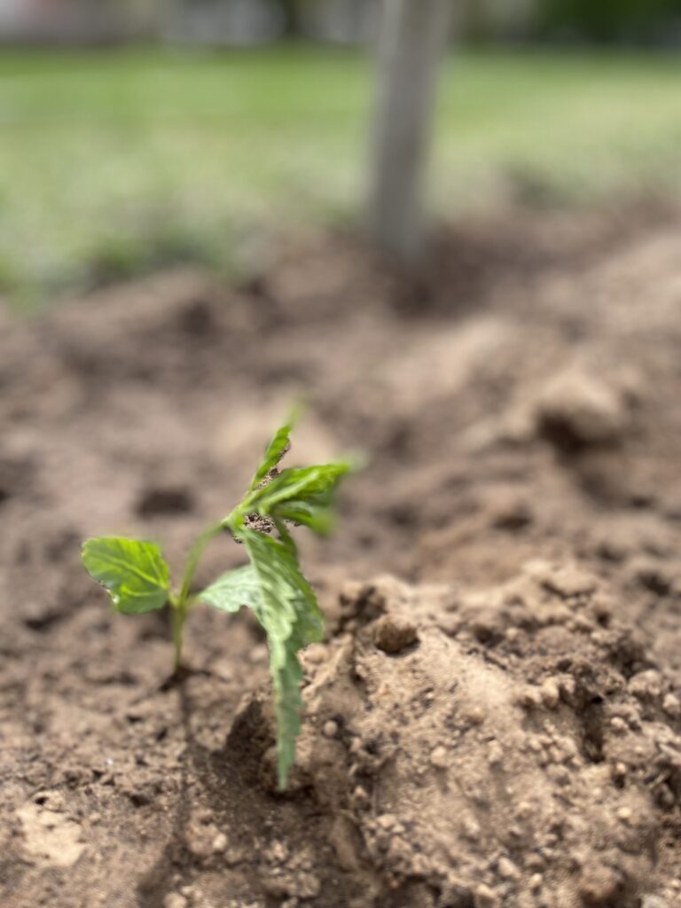 Autors: Alise Dreimane