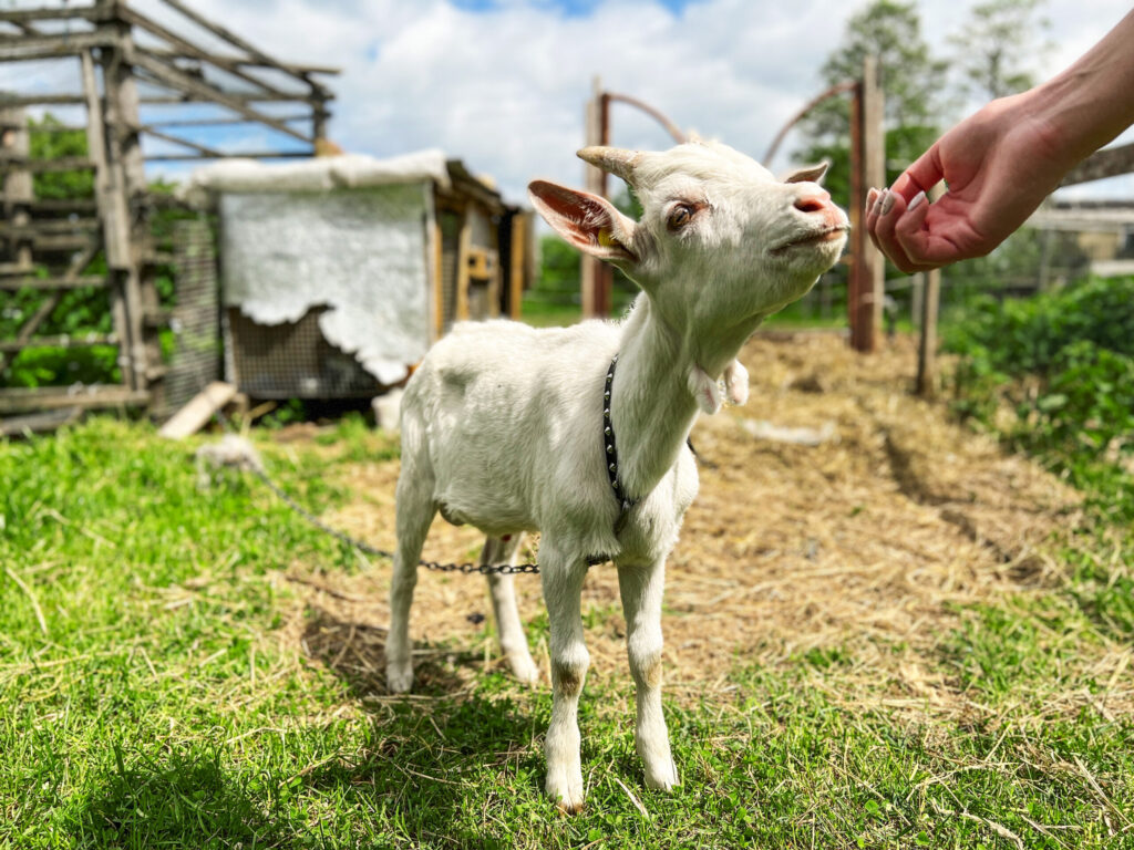 Autors: Publicitātes foto.