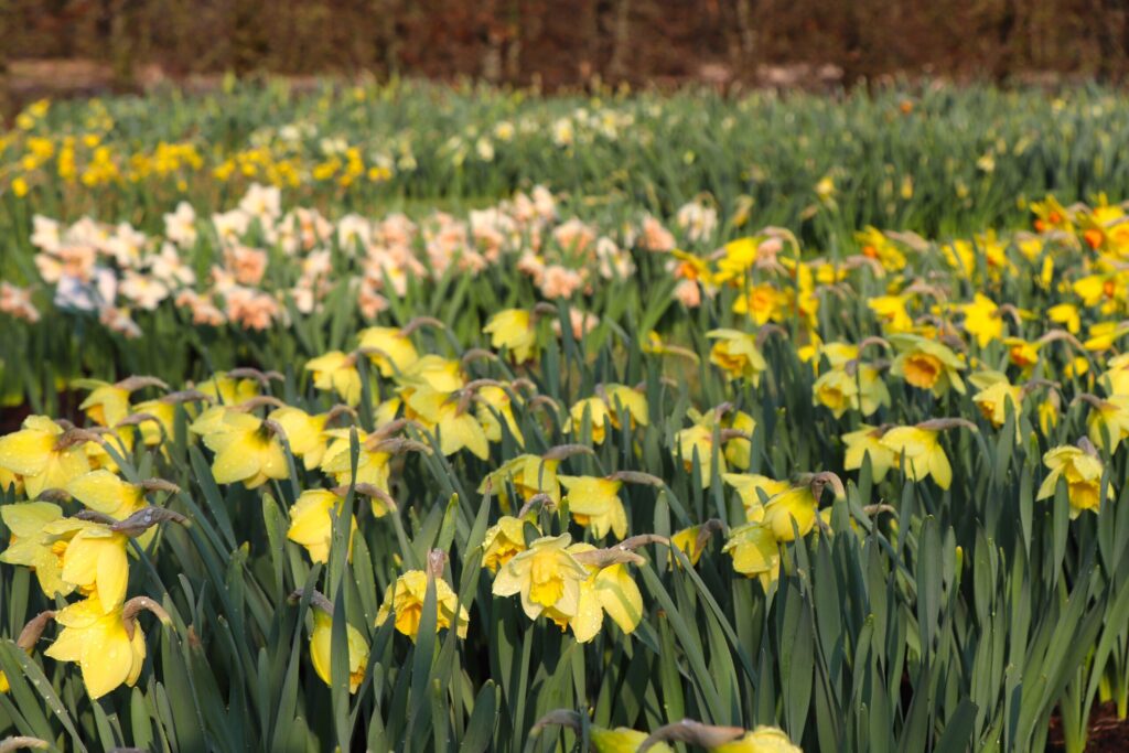 Autors: Publicitātes foto