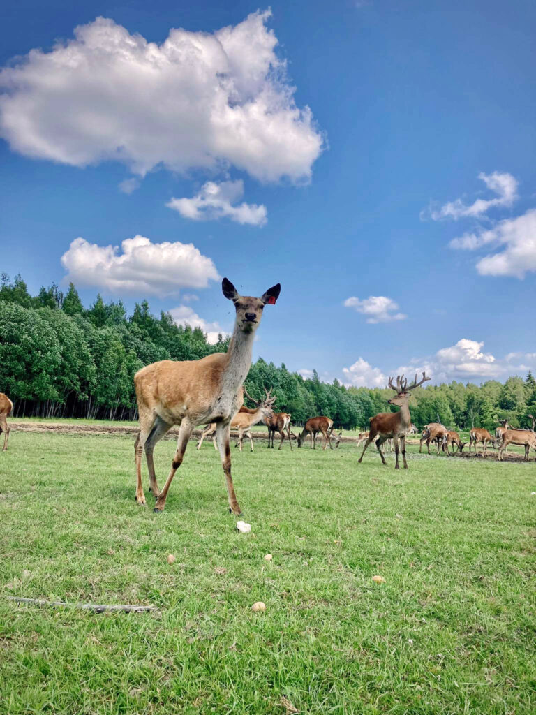 Autors: Publicitātes foto.