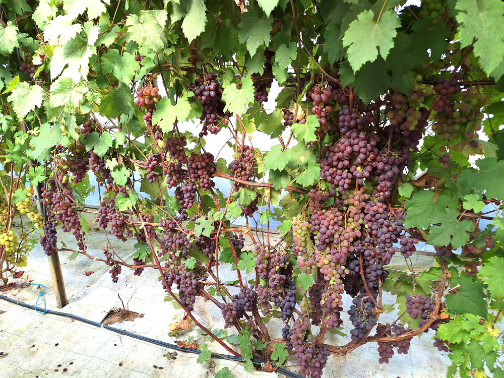 Gata šķirne ‘Kiss’ saražojusi vīnogu mūri. 
Autors: Foto – Kristīne Sēnele