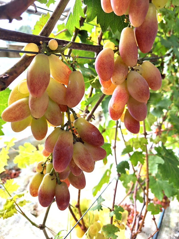 ‘Kisti Pikasso’ – ļoti salda ar stingru tekstūru. 
Autors: Foto – Kristīne Sēnele