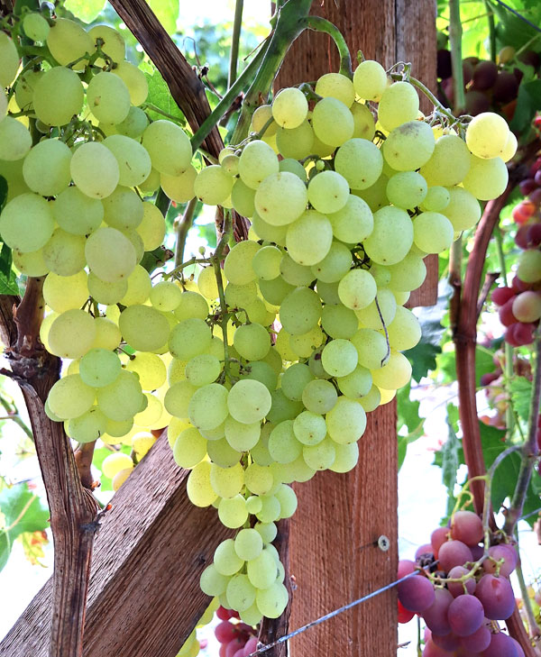 ‘Coachella’ – nelielas, taču ļoti garšīgas bezsēklu vīnogas.
Autors: Foto – Kristīne Sēnele