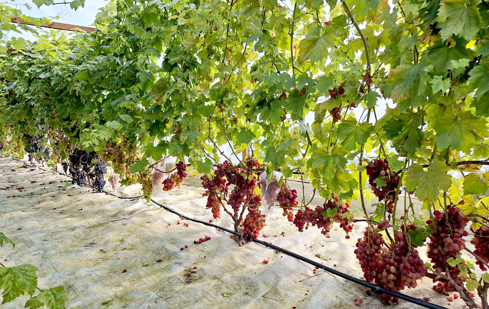 Interesanti, ka ķekari siltumnīcā tikai pa leju. Tas tāpēc, ka dzinumi tiek liekti tik zemu. Ja tos palaistu augstāk –  ogas būtu arī tur.
Autors: Foto – Kristīne Sēnele