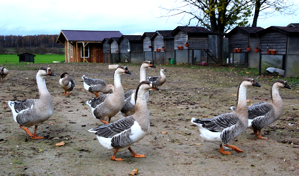 Kubaņas zosis ir sētas saimnieces. Skaļas un visuresošas.
Autors: Foto – Māris Krūmiņš