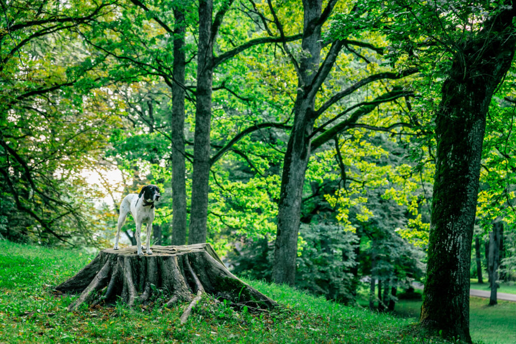 Autors: Lauris Vīksne/LTV