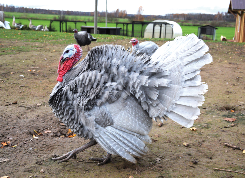 Nav jau gailis, bet sētā vissvarīgākais – lavandas krāsas tītars.
Autors: Foto – Māris Krūmiņš
