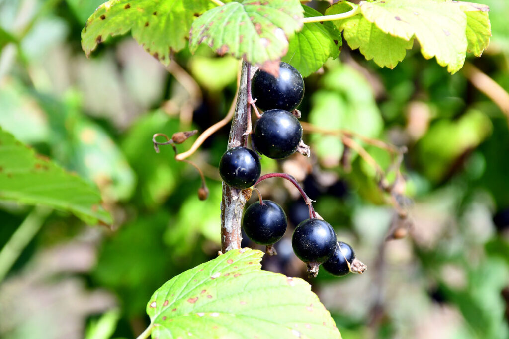 Autors: Foto – IVARS BOGDANOVS