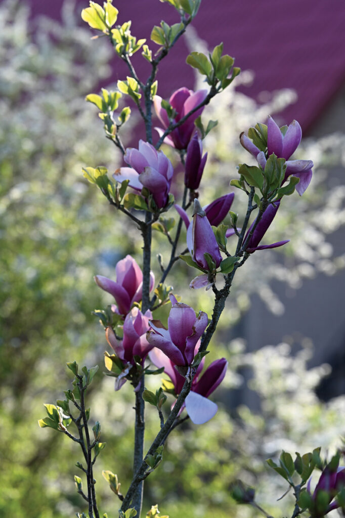 ‘March till Frost’ tulpjveida ziedi no ārpuses ir purpursarkani, iekšpusē sārti balti. Tā bagātīgi zied šobrīd, un pēc tam vēlreiz vasarā. Tā gan dara daudzas magnolijas, varbūt tikai nedaudz pieticīgāk un slēpjot ziedus aiz kuplajām lapām. Parasti tās ir jūlija beigas, augusts, kad dārzā ir ziedēšanas kulminācija, līdz ar to šī otrreizējā ziedēšana bieži vien paliek bez ievērības.
Autors: Foto no Elīnas Kilēvicas personiskā arhīva