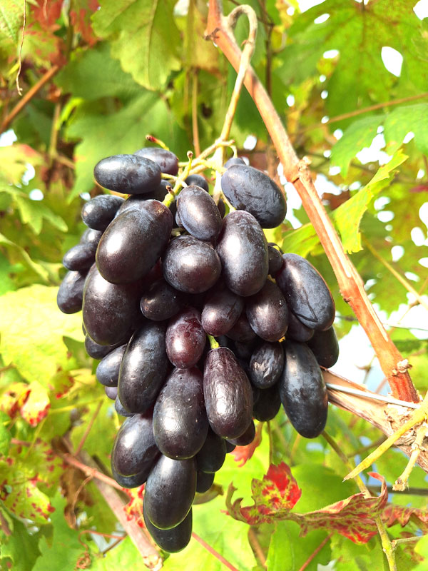 'Mezotne'
Autors: Foto – Kristīne Sēnele