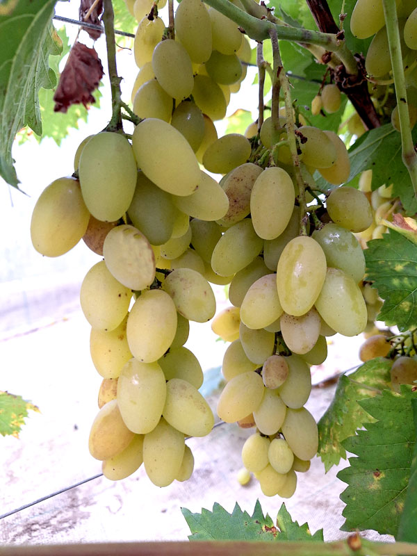 'Muskat Letnij'
Autors: Foto – Kristīne Sēnele