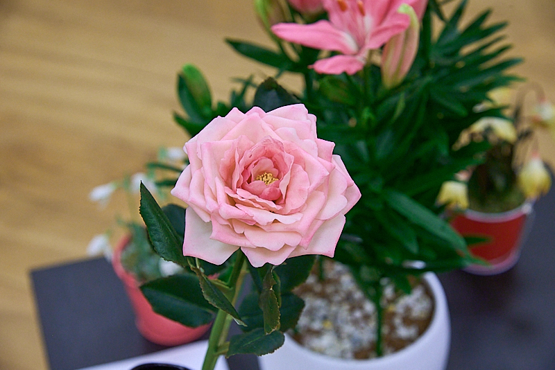 Autors: Ivars Bogdanovs