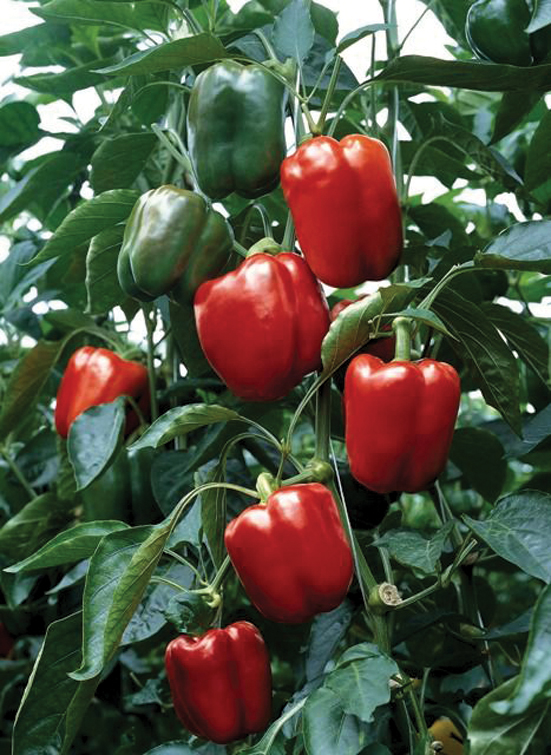 ‘Banckers F1’.
Autors: Foto no D. Lesiņas personiskā arhīva.