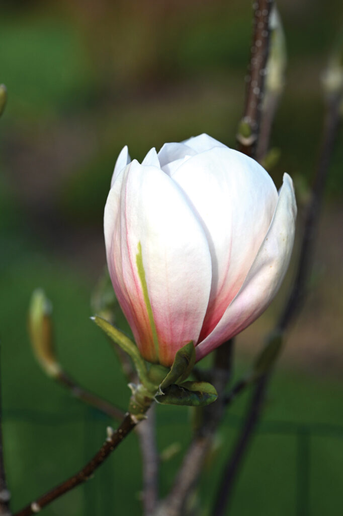 ‘Pastel Sunset’ skaistie, pastelīgie ziedi ir ar stingrām, gaļīgām ziedlapām un negaidīti liela izmēra. Koks gan arī solās būt branga auguma.
Autors: Foto no Elīnas Kilēvicas personiskā arhīva