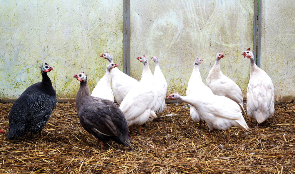 Pērļu viStas, kuras cilvēki  jokojot sauc par tītarvistām.
Autors: Foto – Māris Krūmiņš
