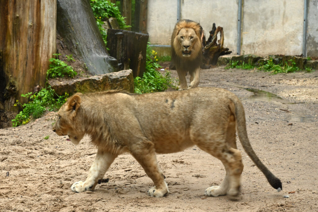 Autors: Publicitātes foto.