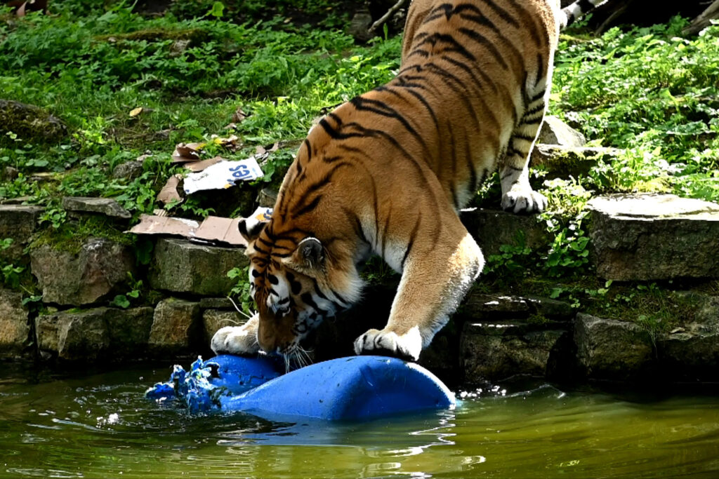 Autors: Publicitātes foto.