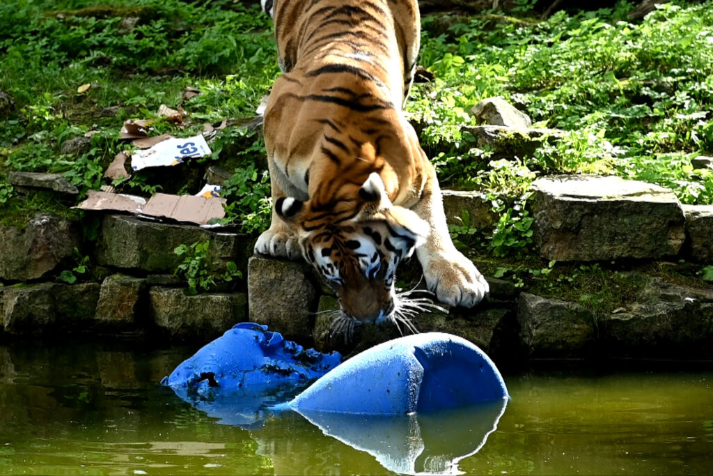 Autors: Publicitātes foto.