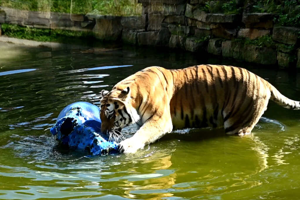 Autors: Publicitātes foto.