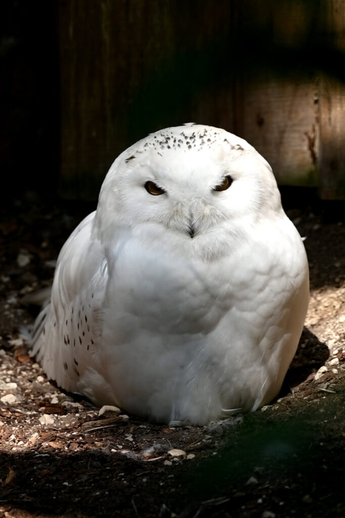 Autors: Publicitātes foto.