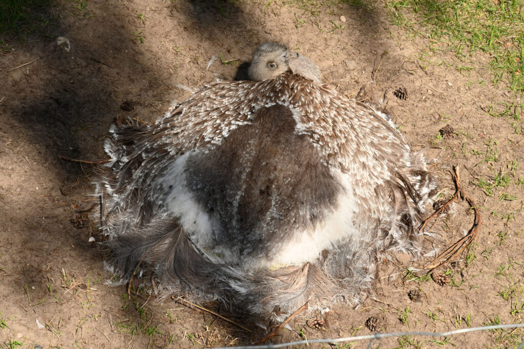 Autors: Publicitātes foto.